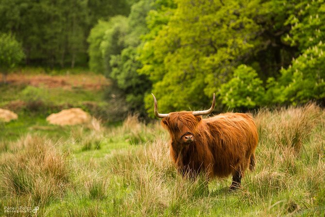 1-day Small Group Loch Ness Discovery Tour from Glasgow - What this tour does well for first-timers