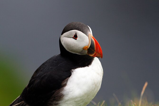 4 Day Mull, Iona and Staffa Puffin Experience from Edinburgh - Entering Mull, Iona, and Staffa from an Edinburgh base