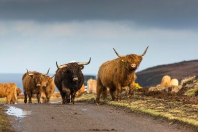 8 Day Isle of Skye, Orkney & North Coast 500 tour from Edinburgh