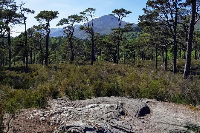 Alternative Loch Ness Tour by Secret Highlands - From Inverness To Real Highland Stops, Not A Checklist