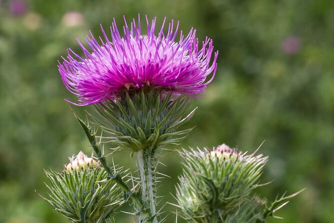Best of The Highlands – Private Tour - Comfort, Language, and the Kind of Guide You Want