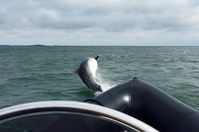 Boat Seafari Adventure - Wildlife Odds: Dolphins, Grey Seals, and Seabirds Close to Shore
