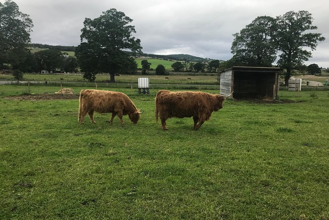 Culloden Battlefield, Clava Cairns and Loch Ness, Urquhart Castle - Clava Cairns: A 4,000-Year-Old Stop That Sets the Mood
