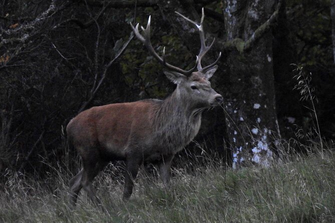 Discovery Wildlife Safari - What you might see, and how winter changes the odds