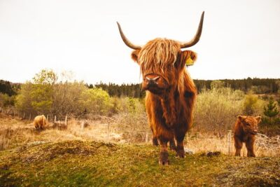Dunnottar Castle and Royal Deeside Small-Group Tour from Aberdeen
