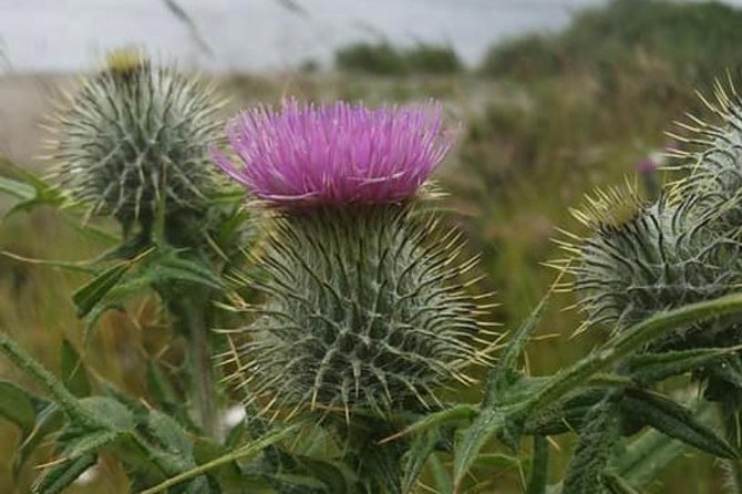 Edinburgh City Centre and St Andrews Private Driving Day Tour - Key Things I’d Pencil In for This Driving Day