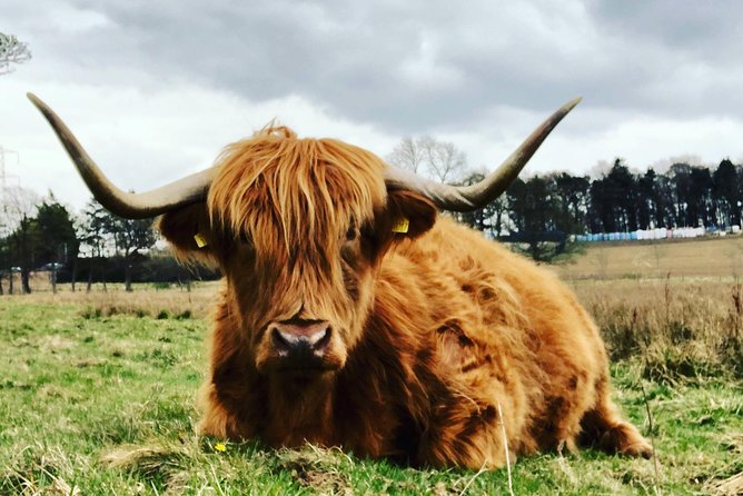 Edinburgh City Centre Private and Personal Half Day Driving Tour - Arthur’s Seat in 15 minutes, free admission: a quick win for the big picture