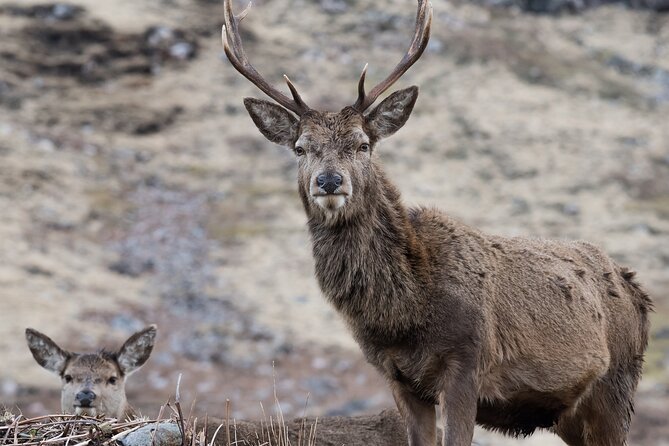 Edinburgh: Glenfinnan Viaduct, Glencoe & Fort William - A 12-hour Highlands hit from Edinburgh