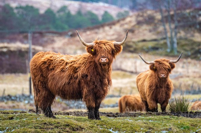 Edinburgh: Loch Lomond, The Highlands & Hairy Coo's (Small-Group) - Timing, Price, and What You Actually Get
