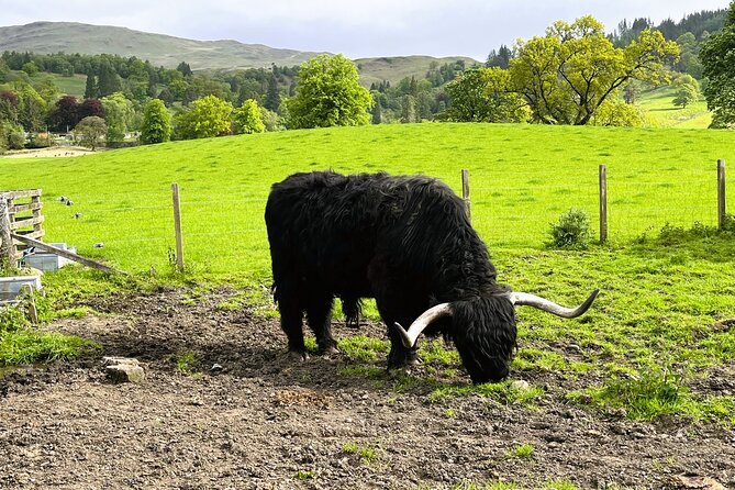 Edinburgh: Loch Ness, Glencoe & The Highlands - Glencoe and the Three Sisters photo stop (plus the 1692 story)