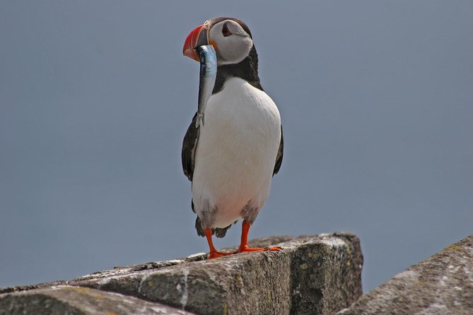 Edinburgh Three Bridges Cruise - Wildlife odds: seals, puffins, and how to spot them faster