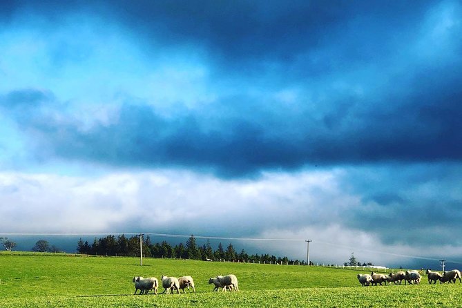 Farm Attraction - Highland Cows, Animal Feeding, Wholesome fun! - Highland cows: the star, plus the calves you might spot