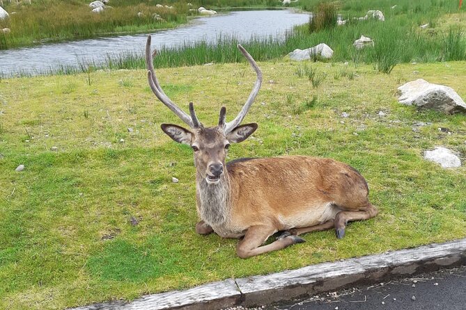 Fort William and Glencoe - Stop 1 and 2: Loch Ness, Then Urquhart Castle Views