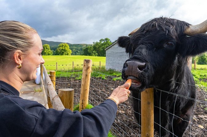 From Inverness: Cawdor Castle, Cairngorms and Highland Coos - Price and value: what $111 buys you in the Highlands