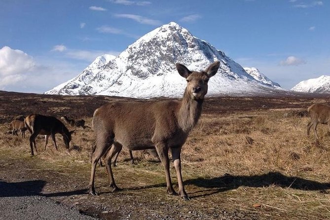 Glasgow: Loch Ness, Glencoe, and the Highlands Day Tour - Loch Ness: Nessie Time Plus an Optional Cruise