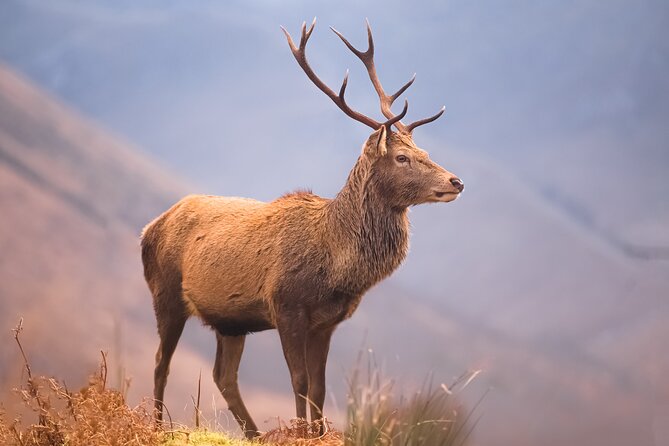 Glasgow: Loch Ness & Highlands Privately Guided Luxury Day Tour - Great Glen Way and the Fault-Line Story You Can Feel