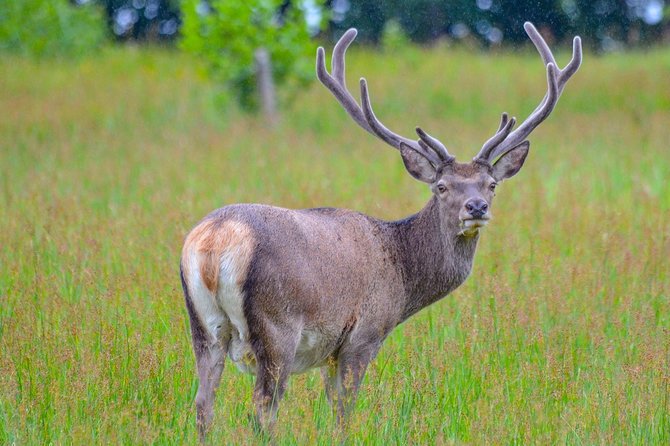 Glenaladale Cruise - Great for wizard spotting! - Should you book Glenaladale Cruise for wizard spotting?