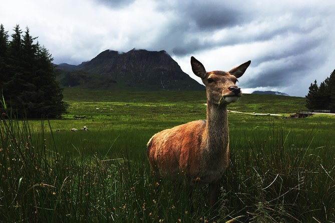 Glencoe & Highlands: Private Land Rover Tour - Kingshouse Hotel Area: Deer, History, and a Proper Slow Hour