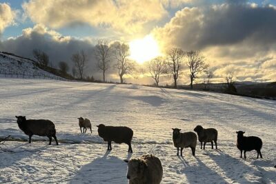 Guided Hebridean Farm Hike near Tobermory, Isle of Mull, Scotland
