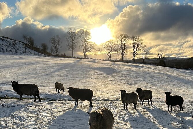 Guided Hebridean Farm Hike near Tobermory, Isle of Mull, Scotland - Why Karen’s Farm Knowledge Changes the Walk
