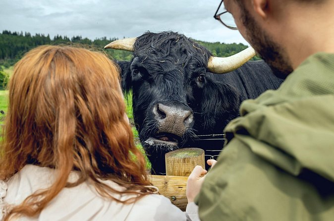 Hairy Coos & Highland Views: A Short Day Escape from Edinburgh - Forth Bridge views at the end: UNESCO engineering plus three centuries