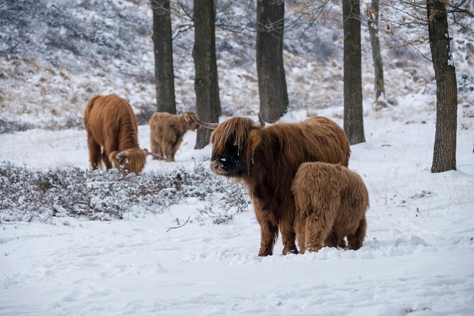 Highland Cows, Glasgow Cathedral, Murals, Kelpies Half Day Tour - The Kelpies at The Helix, a free stop with serious scale