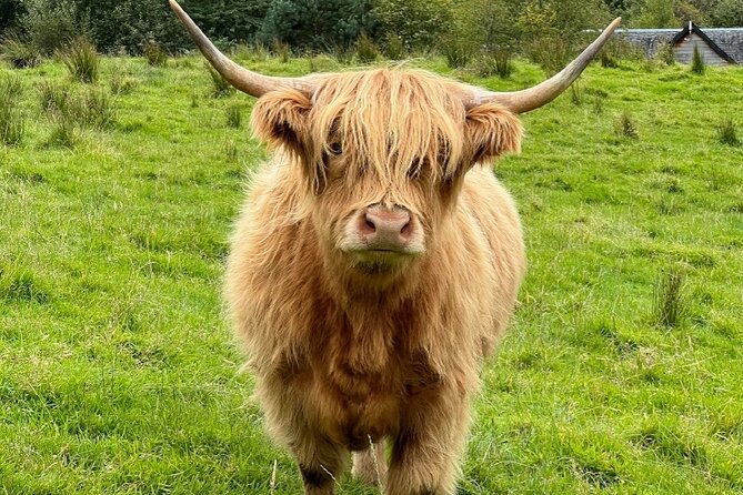 Highland Cows, Glasgow Cathedral, Murals, Kelpies Half Day Tour - Craigie’s Farm Highland cows, and the real backup at Pollok Park