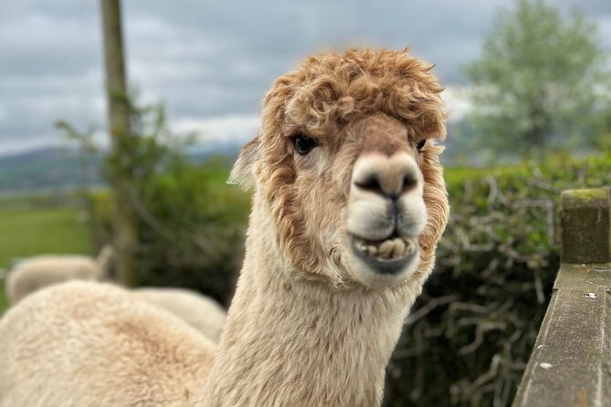 Highland Cows, Walk Alpacas & Scottish Wildlife Centre from Edin. - Highland Cows, Alpacas, and Deer in One Long Day