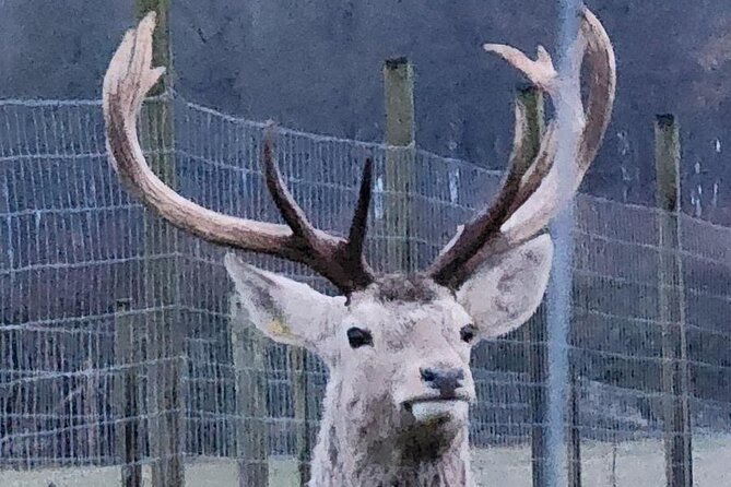 Highland Cows, Walk Alpacas & Scottish Wildlife Centre from Edin. - Scottish Deer Centre Wildlife Time, Plus the Chance to See Elusive Haggis
