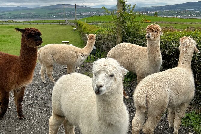 Highland Cows, Walk Alpacas & Scottish Wildlife Centre from Edin. - Private Transportation That Actually Helps a Long Day Go Smoothly
