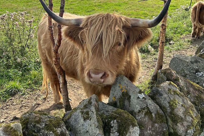 Highland Cows, Walk Alpacas & Scottish Wildlife Centre from Edin. - Guides, Flexibility, and Family-Friendly Moments That Matter