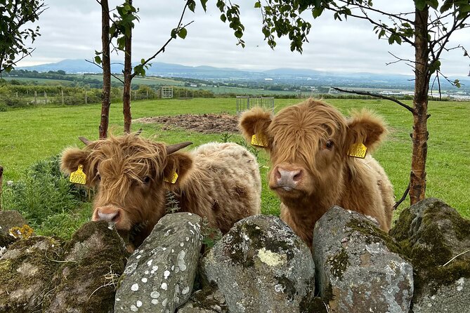 Highland Cows, Walk Alpacas & Scottish Wildlife Centre from Edin. - The Mythical Horse Statues and a Royal Castle Drive-by You Should Still Enjoy
