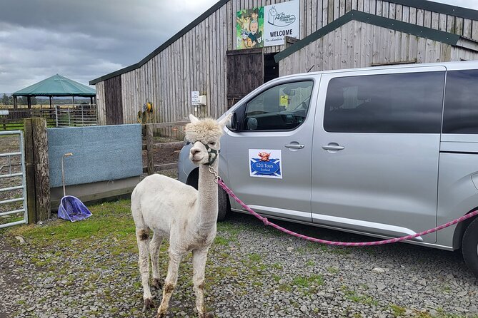 Highland Cows, Walk Alpacas & Visit a Scottish Wildlife Centre - Key highlights to look for