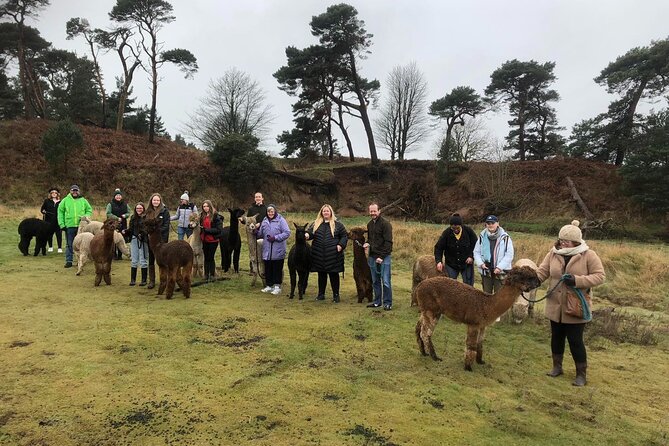 Highland Cows, Walk Alpacas & Visit a Scottish Wildlife Centre - Private day from Glasgow to alpacas, Highland cows, and the wildlife centre