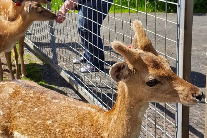 Highland Cows, Walk Alpacas & Visit a Scottish Wildlife Centre - What you get included, and how to plan your day around it