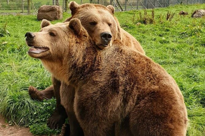 Highland Cows, Walk Alpacas & Visit a Scottish Wildlife Centre - Price and value: why $930.63 per group can make sense