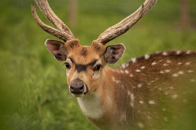 Highland Cows, Walk Alpacas & Visit a Scottish Wildlife Centre - Who this tour suits best (and who should reconsider)