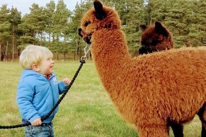 Highland Cows, Walk Alpacas & Visit a Scottish Wildlife Centre - Craigies Farm: Highland cows close up, plus a farm shop café lunch stop