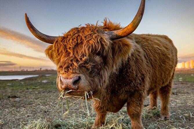 Highland Lochs & Castles Tour to Oban & Glencoe - Key highlights worth booking for