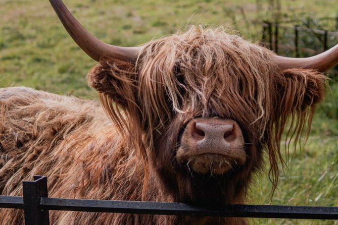 Highlands Cows Glencoe and Castles Private Tour from Glasgow - Kilchurn Castle and St Conan’s Kirk: two very different kinds of Scotland
