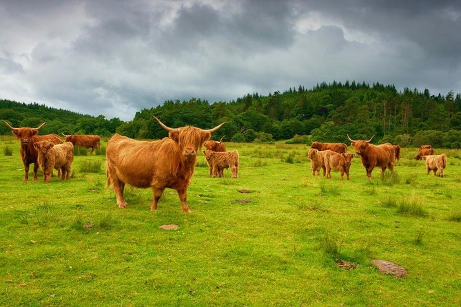 Highlights of Scotland Custom Private Tour from Edinburgh - Highland Coos and Callander, small stops that add real texture