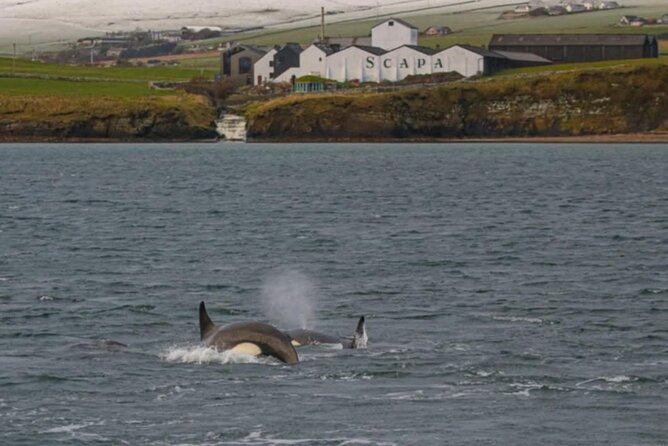 Historic Orkney Private Odyssey Tour by a native Islander - Kirkwall free time: what you can do with 30 minutes