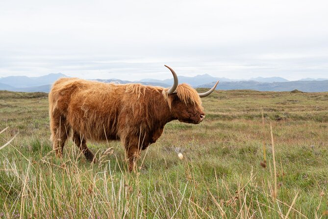 Incredible Scotland - Bespoke Multi Day Private Tours - Clava Stones to Cawdor Castle: The Day Starts With Big Meaning