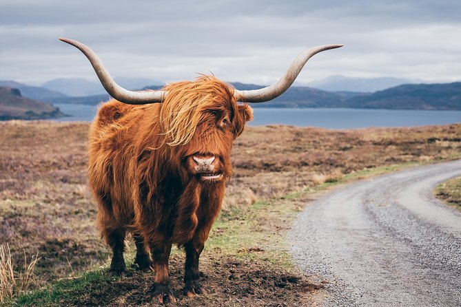 Inverness: Applecross, Loch Carron & the Wild Highlands - Beinn Eighe National Nature Reserve and the wildlife angle