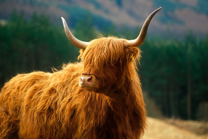 Isle of Skye Full Day Private Tour from Inverness - Hectors Bothy and the calm finish back to Inverness