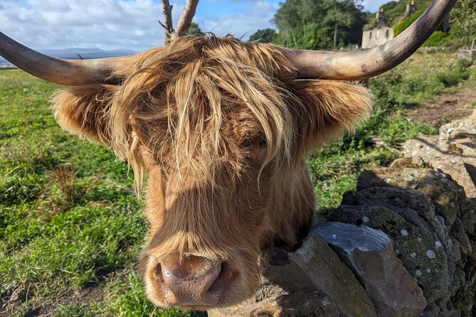 Loch Lomond, Highland Cows, Victorian Town, Castle Half-Day Tour - Why This Half-Day Glasgow Escape Works