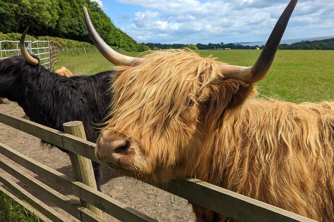 Loch Lomond, Highland Cows, Victorian Town, Castle Half-Day Tour - Kilmahog Highland Cows: Feeding Time Gets You Smiling Fast