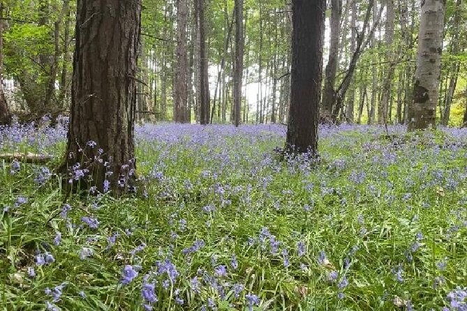 Loch Ness, Culloden, Clava and whisky/gin tour from Inverness. - Clava Cairns: ancient stones, a pop-culture echo, and a short walk that matters