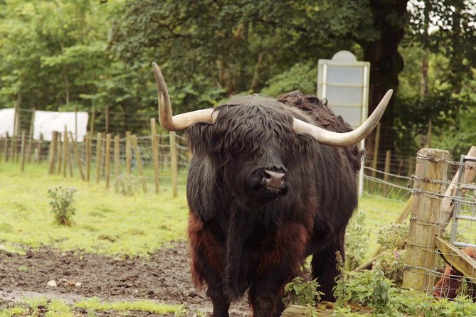 Loch Ness, Glencoe and The Scottish Highlands Tour from Edinburgh - Headsets, languages, and why your experience can vary