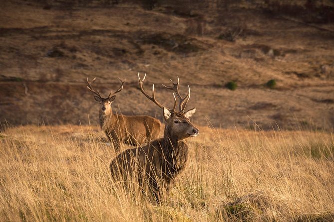 Loch Ness, Scottish Highlands, Glencoe and Pitlochry Tour - Glencoe Stop: A Short Visit With Heavy Story Weight